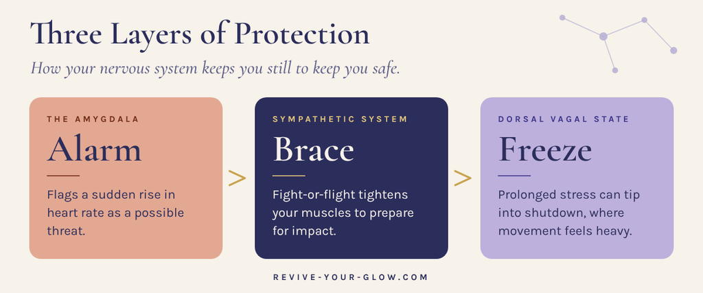 Three-stage diagram of the body's protective response: alarm from the amygdala, bracing from the sympathetic nervous system, and freeze from the dorsal vagal state.
