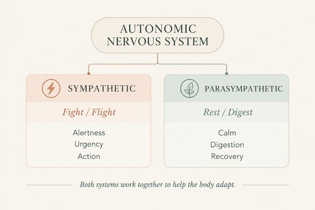 Diagram of the autonomic nervous system showing the sympathetic (fight/flight) and parasympathetic (rest/digest) branches.
