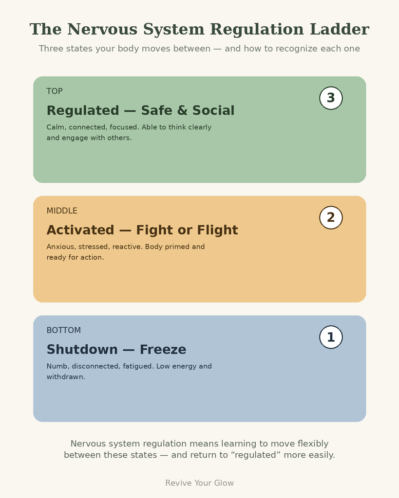 Infographic titled “The Nervous System Regulation Ladder” showing three states: regulated, activated, and shutdown, arranged vertically to illustrate how the body moves between calm, fight‑or‑flight, and freeze responses.