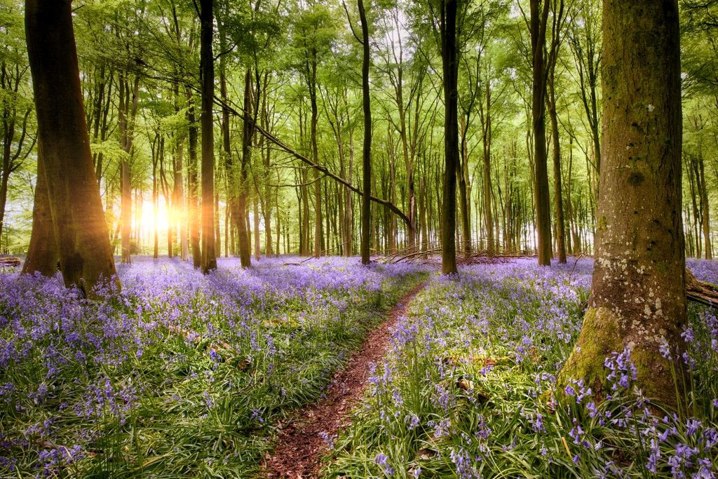 Sunlit forest path symbolizing gratitude and moving forward