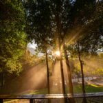 Sunlight streaming through tall forest trees with soft morning mist and a wooden bench in the foreground
