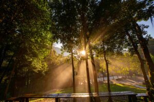 Sunlight streaming through tall forest trees with soft morning mist and a wooden bench in the foreground