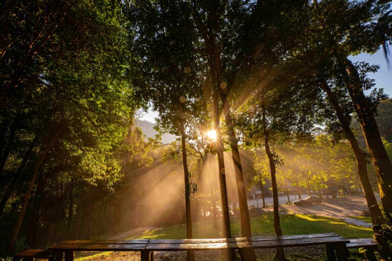 Sunlight streaming through tall forest trees with soft morning mist and a wooden bench in the foreground